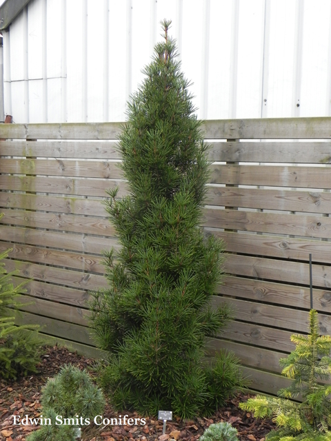 Sciadopitys verticillata 'Picola'